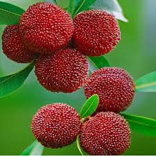 Attēlu rezultāti vaicājumam “Myrica gale fruit”