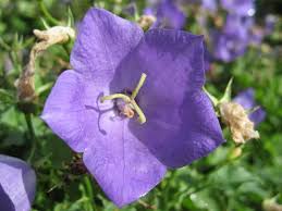 Image result for Campanula formanekiana