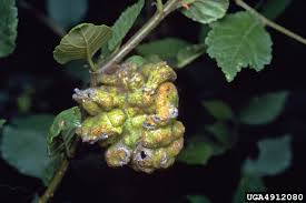 Attēlu rezultāti vaicājumam “Tetraneura ulmi”