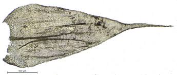 Attēlu rezultāti vaicājumam “Brachythecium campestre”