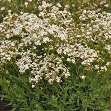 Attēlu rezultāti vaicājumam “Gypsophila fastigiata bud”