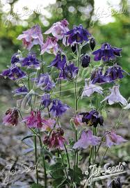 Image result for Aquilegia vulgaris