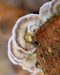 Attēlu rezultāti vaicājumam “Trichaptum abietinum”