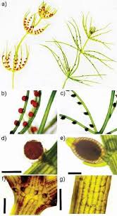 Attēlu rezultāti vaicājumam “Chara contraria”