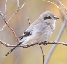 Attēlu rezultāti vaicājumam “Lanius excubitor adult”