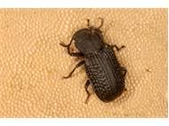 Attēlu rezultāti vaicājumam “Bolitophagus reticulatus imago”