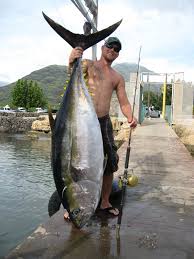 Image result for Thunnus obesus