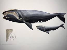 Image result for Eubalaena glacialis