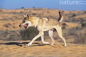 Image result for canis lupus arabs