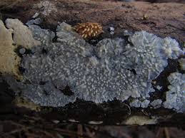 Attēlu rezultāti vaicājumam “Phlebiopsis gigantea”