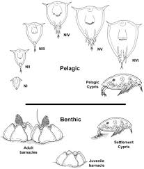 Attēlu rezultāti vaicājumam “Balanus improvisus”