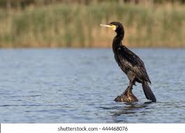 Attēlu rezultāti vaicājumam “Phalacrocorax carbo”