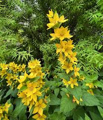 Attēlu rezultāti vaicājumam “Lysimachia punctata”