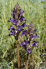Attēlu rezultāti vaicājumam “Orobanche coerulescens flower”
