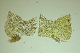 Attēlu rezultāti vaicājumam “Lophozia capitata”