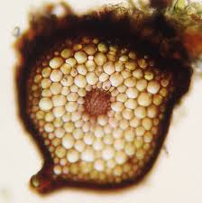 Attēlu rezultāti vaicājumam “Rhizomnium punctatum sporophyte”