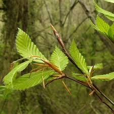 Attēlu rezultāti vaicājumam “Vicia sylvatica bud”