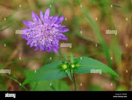 Image result for Knautia dipsacifolia
