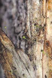 Attēlu rezultāti vaicājumam “Chaenotheca laevigata”