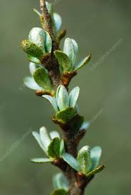 Attēlu rezultāti vaicājumam “Hippophae rhamnoides female flower”