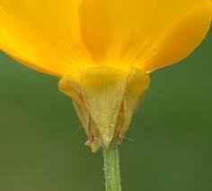 Attēlu rezultāti vaicājumam “Ranunculus bulbosus flower”