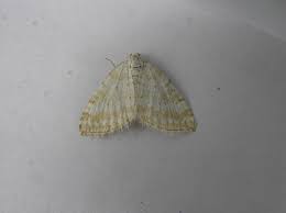 Attēlu rezultāti vaicājumam “Perizoma affinitata”