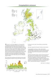 Attēlu rezultāti vaicājumam “Campylophyllum sommerfeltii”