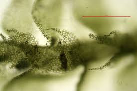 Attēlu rezultāti vaicājumam “Lophocolea minor”