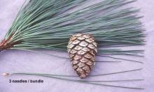 Attēlu rezultāti vaicājumam “Pinus ponderosa”