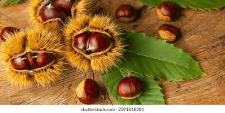 Attēlu rezultāti vaicājumam “Castanea sativa”