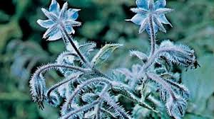 Attēlu rezultāti vaicājumam “Hydrophyllaceae”