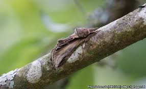 Attēlu rezultāti vaicājumam “Pheosia tremula”