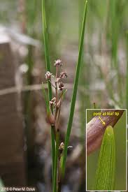 Attēlu rezultāti vaicājumam “Scheuchzeriaceae”
