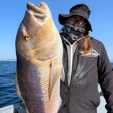 Image result for Dentex dentex