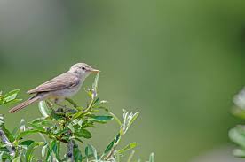 Image result for Hippolais pallida