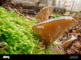 Attēlu rezultāti vaicājumam “Panellus serotinus”