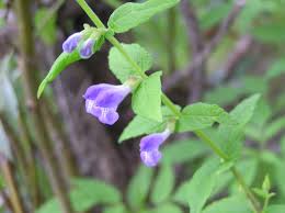 Attēlu rezultāti vaicājumam “Scutellaria galericulata leaf”