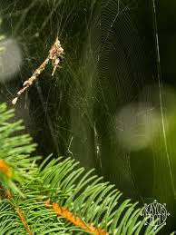 Attēlu rezultāti vaicājumam “Cytilus sericeus”