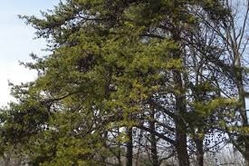 Attēlu rezultāti vaicājumam “Pinus banksiana”