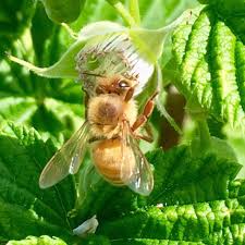 Image result for Boccia In Epsom & Ewell (Bees)