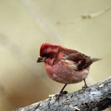 Attēlu rezultāti vaicājumam “Fringillidae”