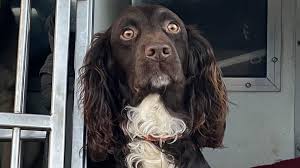 Image result for Yeovil Blind Bowls Club