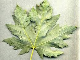 Attēlu rezultāti vaicājumam “Vasates quadripedes”