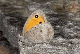 Attēlu rezultāti vaicājumam “Hyponephele lycaon”