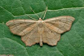 Attēlu rezultāti vaicājumam “Idaea emarginata”