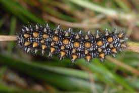 Attēlu rezultāti vaicājumam “Mellicta athalia larva”