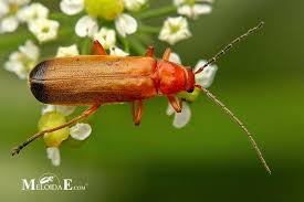 Attēlu rezultāti vaicājumam “Rhagonycha fulva”
