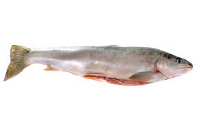 Image result for Salvelinus alpinus