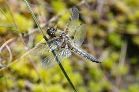 Attēlu rezultāti vaicājumam “Libellula quadrimaculata eggs”