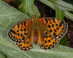 Attēlu rezultāti vaicājumam “Argynnis aglaja”